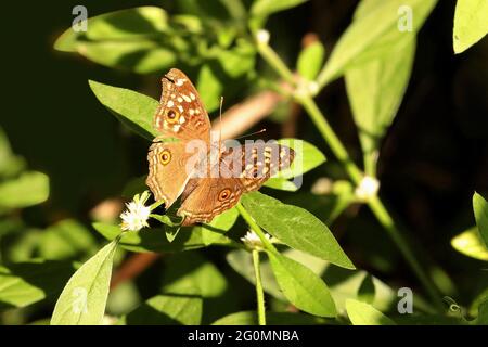 Farfalla con crema di limone, ala aperta, limonie Junonia, Parco delle farfalle Sammillan Shetty, Beluvai, Karnataka, India Foto Stock