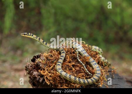 Serpente ornato di albero volante, Crisopelea ornata, lievemente venomous, Karnataka India Foto Stock