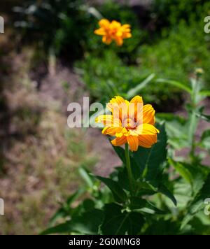 Fiori giallo brillante di eliopsi su sfondo verde. Falso girasole. Primo piano foto del fiore giallo sul gambo verde Foto Stock