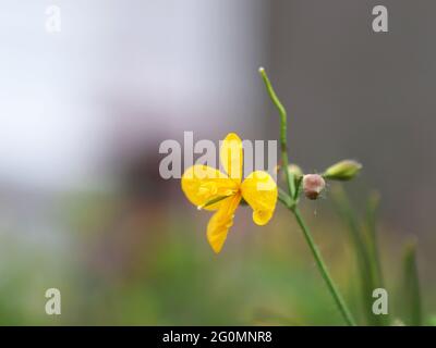 il fiore giallo più grande di celandina sullo sfondo grigio della sfocatura piovosa Foto Stock