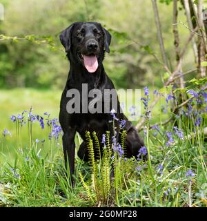 Nero labrador retriever Foto Stock