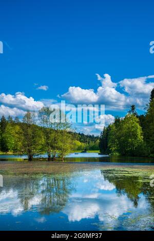 Germania, splendido lago ebnisee acqua vicino kaisersbach in idilliaco paesaggio verde bosco natura nella stagione estiva, perfetto per nuotare Foto Stock