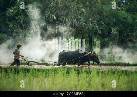 Agricoltore asiatico che utilizza il campo di riso per aratura di bufalo, uomo thailandese che usa il bufalo per arare per la pianta di riso nella stagione delle piogge, agricoltore nella campagna rurale di Thail Foto Stock