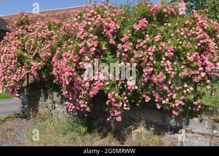 Wild Rose in un giardino francese Foto Stock