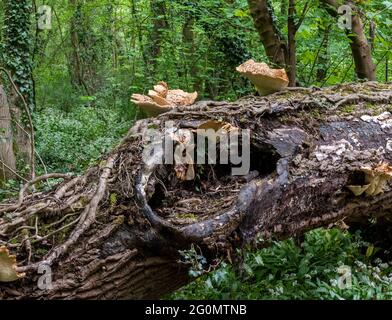 SELLA DI DRYAD, Cerioporus squamosus, fungo fagiano, dorso fagiano, Polipporus squamosus Foto Stock