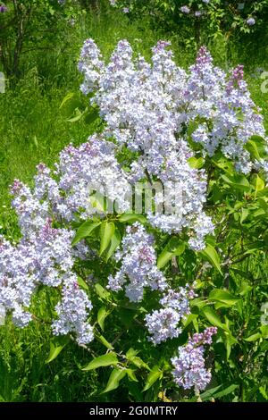 Syringa vulgaris Dwight D Eisenhower Primavera Lilac in giardino fiori tinta blu Foto Stock