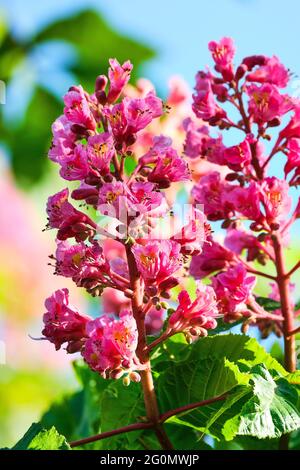Fiore rosso di cavallo-castagno alla luce del sole del mattino Foto Stock