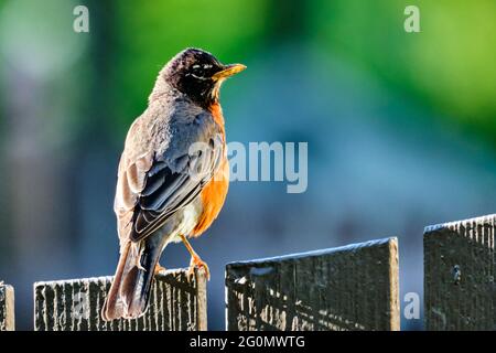 Robin americano appollaiato sulla recinzione alla luce del sole della mattina presto Foto Stock