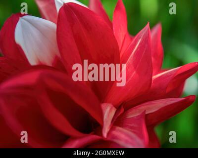 Macro fotografia di un fiore rosso e bianco di dahlia, catturato in un giardino vicino alla città coloniale di Villa de Leyva, nelle montagne andine centrali di Foto Stock