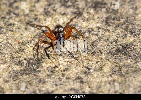 Maschio Neriene clatrata ragno, parte della famiglia Linyphiidae - tessitori di sheetweb e ragni di denaro Foto Stock