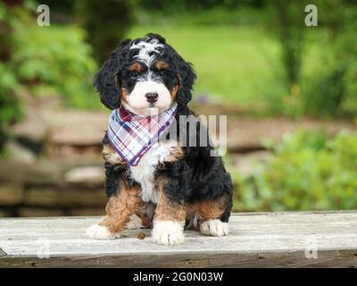 Cucciolo Mini Bernedoodle tricolore con bandana seduta sulla panca di fronte alla fotocamera Foto Stock