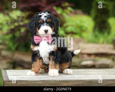 Cucciolo Mini Bernedoodle a tre colori con visiere seduto sul banco di fronte alla fotocamera Foto Stock