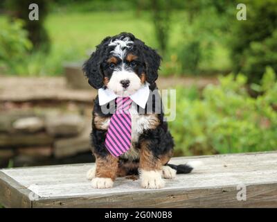 Cucciolo Mini Bernedoodle a tre colori con cravatta seduta sul banco di fronte alla fotocamera Foto Stock