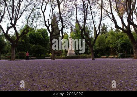 Atene, Grecia. 1 giugno 2021. Un uomo è visto su una strada pedonale sotto alberi di jacaranda fioriti ad Atene, Grecia, il 1 giugno 2021. Credit: Marios Lolos/Xinhua/Alamy Live News Foto Stock