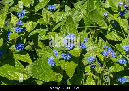 Primo piano di Green Alkanet Pentaglottis sempervirens fiori blu che fioriscono in primavera Inghilterra Regno Unito Regno Unito Gran Bretagna Gran Bretagna Foto Stock