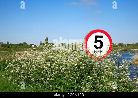 Un cartello del limite di velocità di 5 miglia all'ora con prezzemolo Cow all'entrata di Rockland Broad sul Norfolk Broads a Rockland St Mary, Norfolk, Inghilterra, Regno Unito. Foto Stock