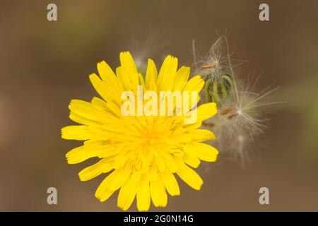 Fiori e erbe di diversi colori nella primavera mediterranea. Flora mediterranea all'inizio della primavera; diversità di colori nella natura, dal giallo t Foto Stock