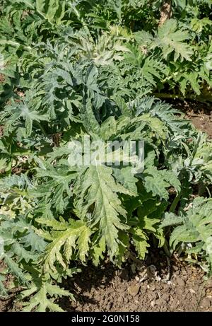 Primo piano di cardi Carciofo piante vegetali ortaggi in giardino in primavera Inghilterra Regno Unito GB Gran Bretagna Foto Stock