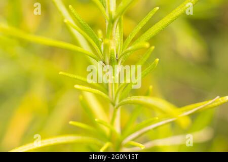 Fiori e erbe di diversi colori nella primavera mediterranea. Flora mediterranea all'inizio della primavera; diversità di colori nella natura, dal giallo t Foto Stock