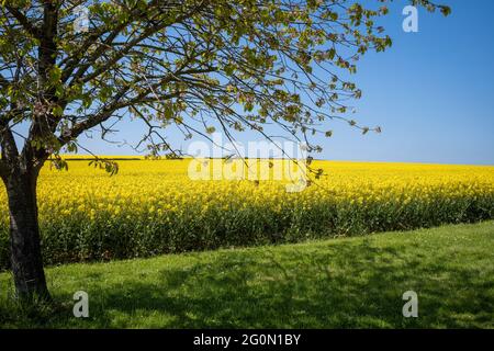 Coltivazione di colza sul terreno calcareo dei ludi dello Yorkshire, Huggate, East Riding, Yorkshire, UK Foto Stock