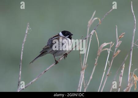 Rohrammer, Emberiza schoeniclus, mungere di canna comune Foto Stock