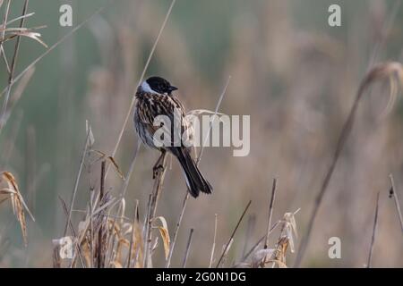 Rohrammer, Emberiza schoeniclus, mungere di canna comune Foto Stock