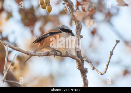 Bella immagine di Flycatcher uccello, nero-e-arancione (Ficidula nigrorufa) maschio, al Parco Nazionale Panna, Madhya Pradesh, India. Panna si trova a Pan Foto Stock