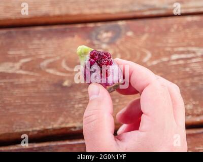 Mano tenendo rosso cavalcare frutto opuntia o prickly pera cactus commestibile con semi spremuto su sfondo di legno odoors a riva del mediterraneo. Foto Stock