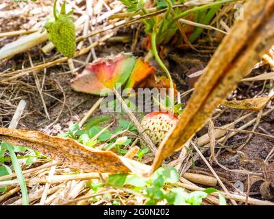 Fragola bianca e rossa immatura che giace sul terreno vicino al suo cespuglio. Giovane bacca verde appesa e che cresce nel giardino Foto Stock