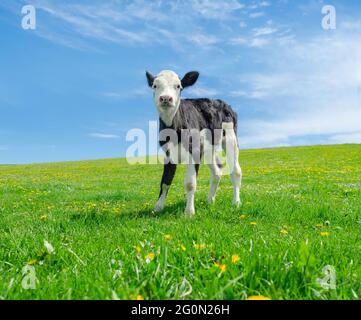 Il piccolo vitello poggia su un pascolo verde sotto un cielo blu Foto Stock