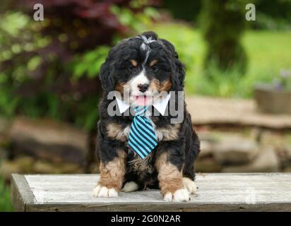 Cucciolo Mini Bernedoodle a tre colori con cravatta seduta sul banco di fronte alla fotocamera Foto Stock