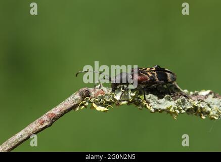 Un Beetle Longhorn, Anaglyptus misticus, camminando lungo un twig. Foto Stock