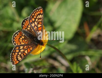 Una splendida e rara farfalla frittillaria di Marsh, Euphydryas aurinia, nettare su un fiore selvatico di ButterCup. Foto Stock