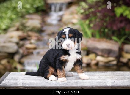 Cucciolo Mini Bernedoodle a tre colori seduto su una panca di fronte alla fotocamera Foto Stock