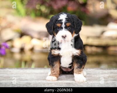 Cucciolo Mini Bernedoodle a tre colori seduto su una panca di fronte alla fotocamera Foto Stock