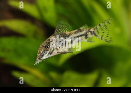 Catfisch banded corydoras o barbato pesce gatto Acquario pesca Corydoras barbatus Foto Stock