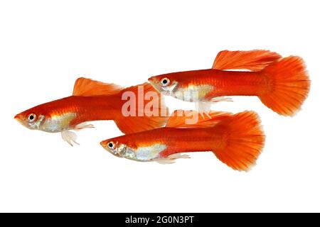 GuppY Poecilia reticulata pesci colorati acquari tropicali arcobaleno Foto Stock