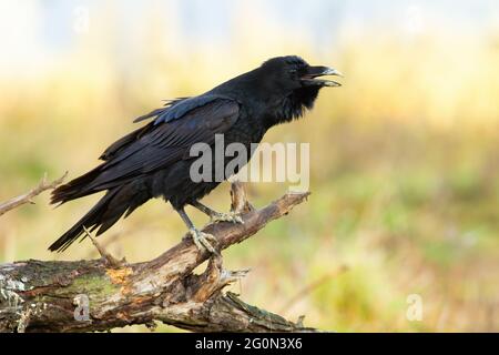 Raven comune invocando sul legno nella natura primaverile Foto Stock