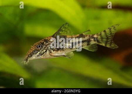 Catfisch banded corydoras o barbato pesce gatto Acquario pesca Corydoras barbatus Foto Stock