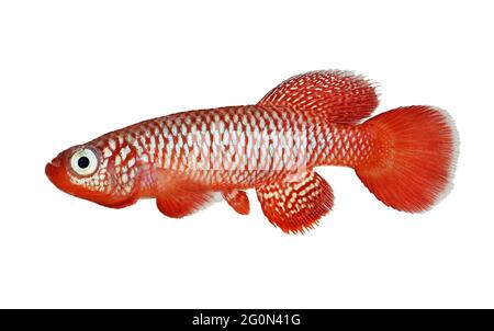 Kisaki Killifish Nothobranchius flammicomantis Killi acquario pesce Foto Stock