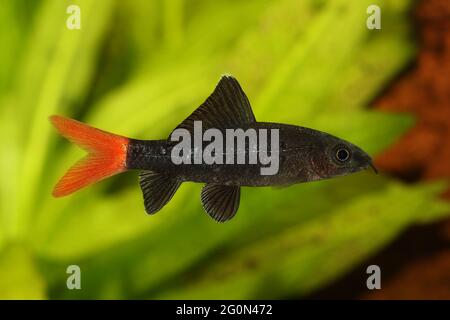 Red Fire Tail Shark Catfish Epalzeorhynchos bicolore acquario pesce isolato Foto Stock