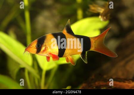 Lown lown loach tigre botia pesce gatto Macracanthus acquario pesci Foto Stock