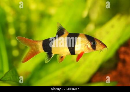 Lown lown loach tigre botia pesce gatto Macracanthus acquario pesci Foto Stock