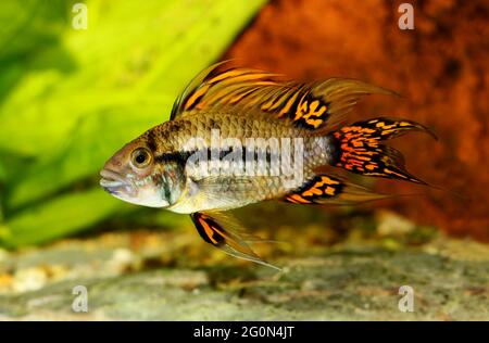 Acquario di pesce Cockatoo Dwarf Cichlid Apistogramma cacatuoides pesce tropicale di acqua dolce Foto Stock