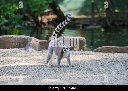 primo piano di lemuri grigi vicino al lago Foto Stock
