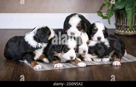 3 settimane di F1 Mini Bernedoodle cuccioli dormendo sul pavimento Foto Stock