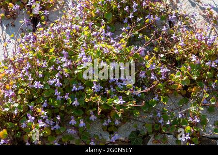 Toadflax con foglie d'Ivy che cresce su e in un muro di pietra in sole luminoso Foto Stock