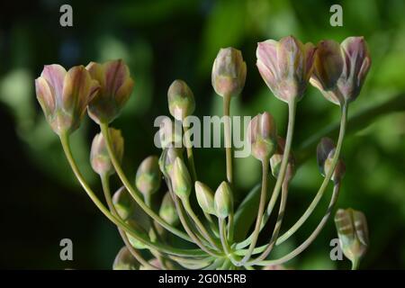 Cambridge UK, Ornamental Alliums, Flower Chandelier, spazio puramente bello e tranquillo Foto Stock