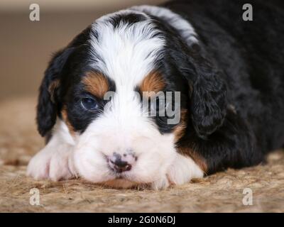 3 settimane di F1 Mini Bernedoodle cucciolo sdraiato guardando la macchina fotografica Foto Stock