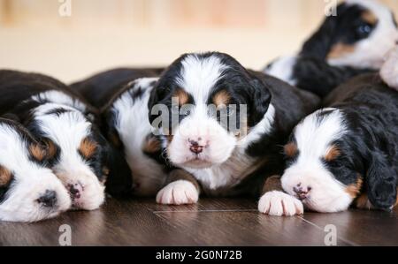 3 settimane di F1 Mini Bernedoodle cuccioli dormendo sul pavimento Foto Stock